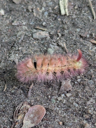 Pale Tussock Moth