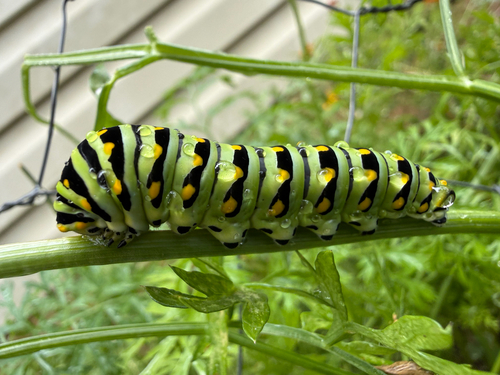 Black Swallowtail