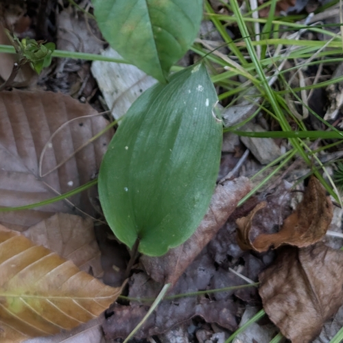 Maianthemum canadense, photograph 3