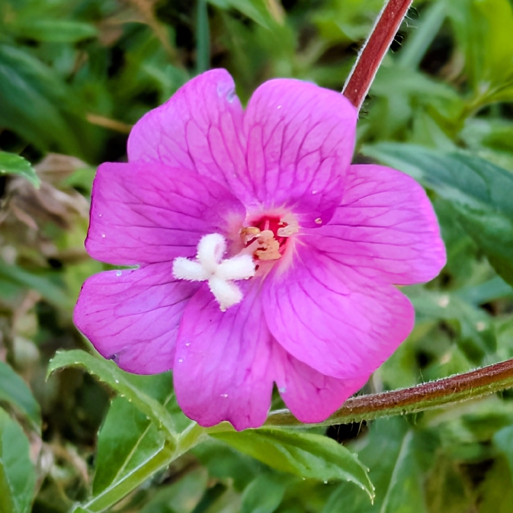 Epilobium hirsutum; photograph (c) James Fowler, some rights reserved (CC BY)