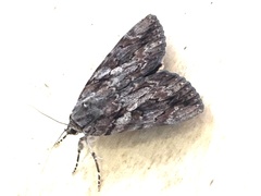 Catocala piatrix