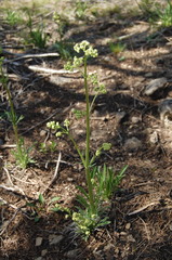 Valeriana edulis