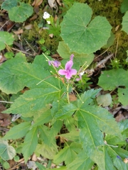 Cardamine pentaphyllos
