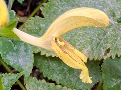 Salvia glutinosa