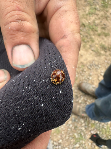 Eye-spotted Lady Beetle