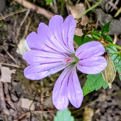 Geranium nodosum