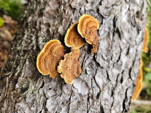 Conifer Mazegill