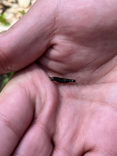 Ring-legged Earwig