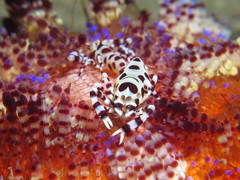 Periclimenes colemani