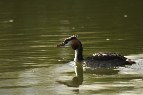 Great Crested Grebe