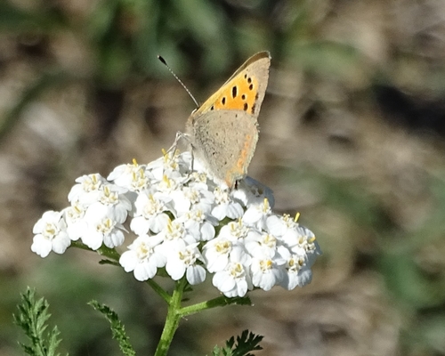 Small Copper