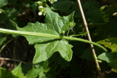 Bryonia cretica dioica