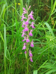 Dactylorhiza elata