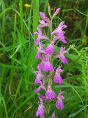 Dactylorhiza elata