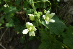 Bryonia cretica dioica