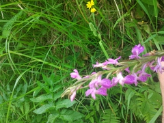 Dactylorhiza elata