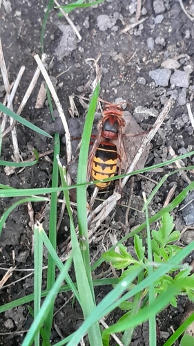 European Hornet