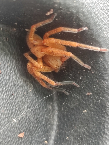 Olios argelasius