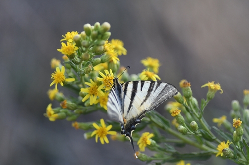 Scarce Swallowtail