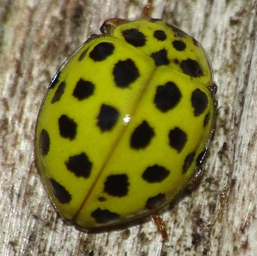 22-spot Ladybird
