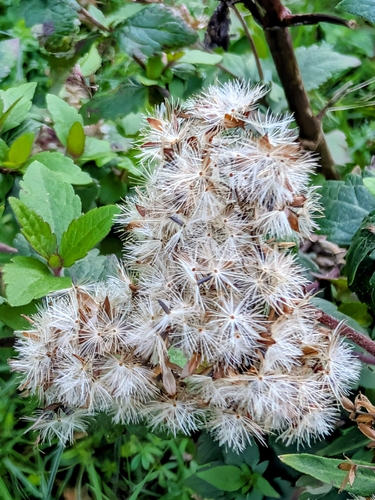 Eupatorium cannabinum, photograph 5