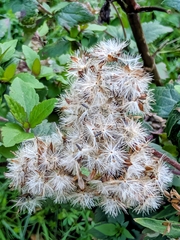 (c) James Fowler, some rights reserved (CC BY) Eupatorium cannabinum, photograph (c) James Fowler, some rights reserved (CC BY)