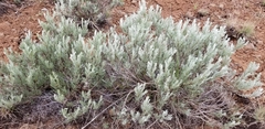 Artemisia rigida