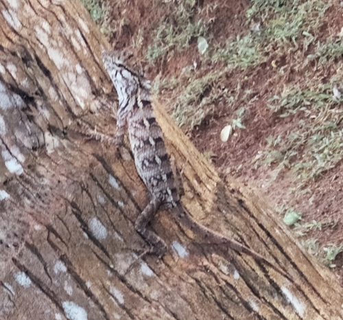 Indian Garden Lizard