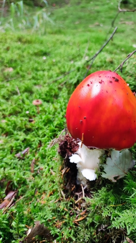 Fly Agaric