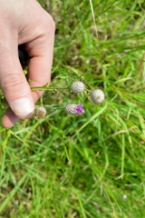 Parapolydora fastigiata