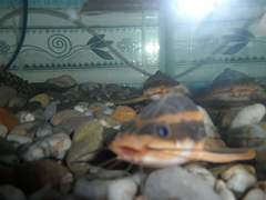 Platydoras armatulus