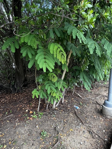 Albizia procera observed 2026-09-26