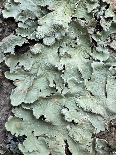 common greenshield lichen