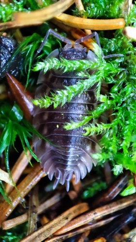 Common Shiny Woodlouse