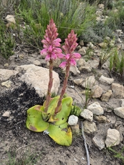 Satyrium carneum, photograph (c) Martjie Fia Fourie, some rights reserved (CC BY)