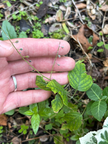Circaea lutetiana, photograph 1