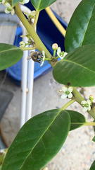 Apis mellifera