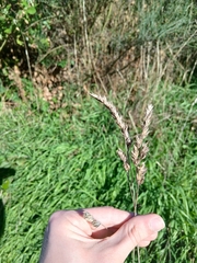author not stated, no rights reserved Dactylis glomerata, photograph author not stated, no rights reserved