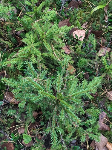 Picea abies