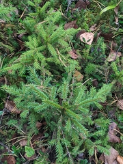 Picea abies