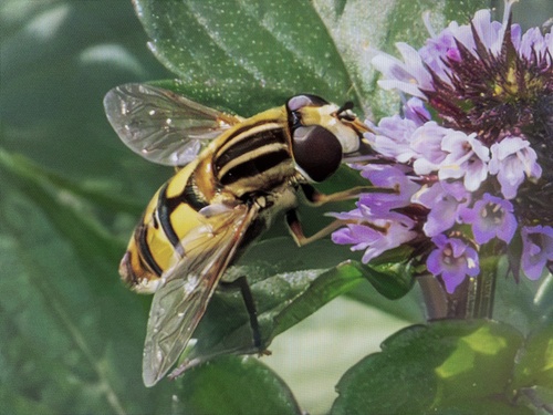 Broad-headed Marsh Fly