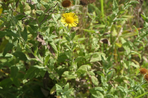 Pulicaria dysenterica, photograph 4
