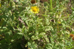 (c) Pete Bradshaw, some rights reserved (CC BY) Pulicaria dysenterica, photograph (c) Pete Bradshaw, some rights reserved (CC BY)
