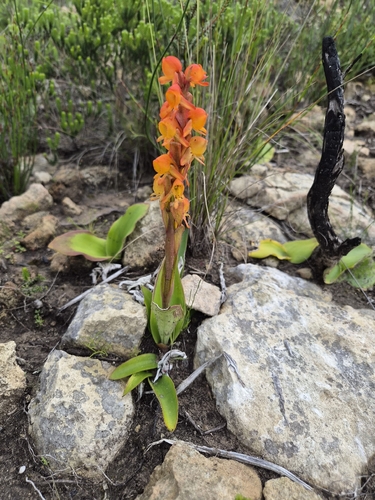 Satyrium coriifolium, photograph 3