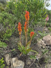 Satyrium coriifolium, photograph (c) Martjie Fia Fourie, some rights reserved (CC BY)