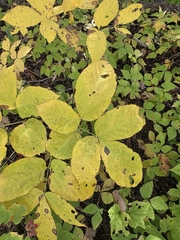 Aralia nudicaulis, photograph author not stated, no rights reserved