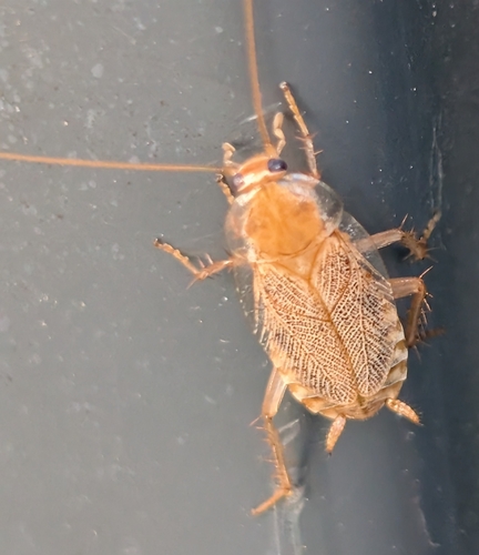 Variable Cockroach