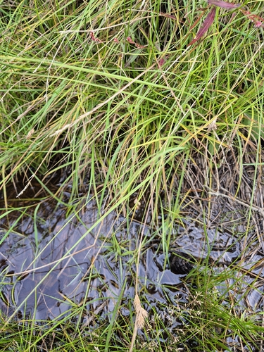 Carex leporina, 2026-09-26