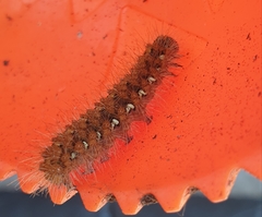 Euplagia quadripunctaria