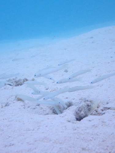 Ptereleotris microlepis observed 2026-09-22